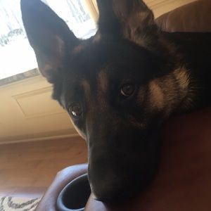 Meet your Posher, Heidi